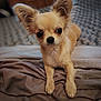 Pixie a rejoint le concours — aidez-le/la à gagner de superbes lots ! dog, puppy, chihuahua, small_dog, pet, animal, ears, fur, bed, blanket, cute, indoors, lying_down, looking, soft, cozy, young, companion, adorable, portrait