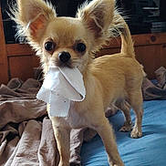 Pixie a rejoint le concours — aidez-le/la à gagner de superbes lots ! dog, chihuahua, small_dog, tan_fur, pet, indoor, bed, blanket, furniture, ears, curious, cute, animal, canine, playing, cloth, mouth, standing, fur, eyes