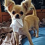 dog, chihuahua, small_dog, tan_fur, pet, indoor, bed, blanket, furniture, ears, curious, cute, animal, canine, playing, cloth, mouth, standing, fur, eyes