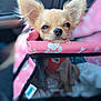 Pixie a rejoint le concours — aidez-le/la à gagner de superbes lots ! dog, puppy, pet_carrier, pink, ears, nose, fluffy, close_up, indoor, vehicle_interior, mesh, cute, sleepy, animal, companion, adorable, soft_focus, portrait, small_dog, pet