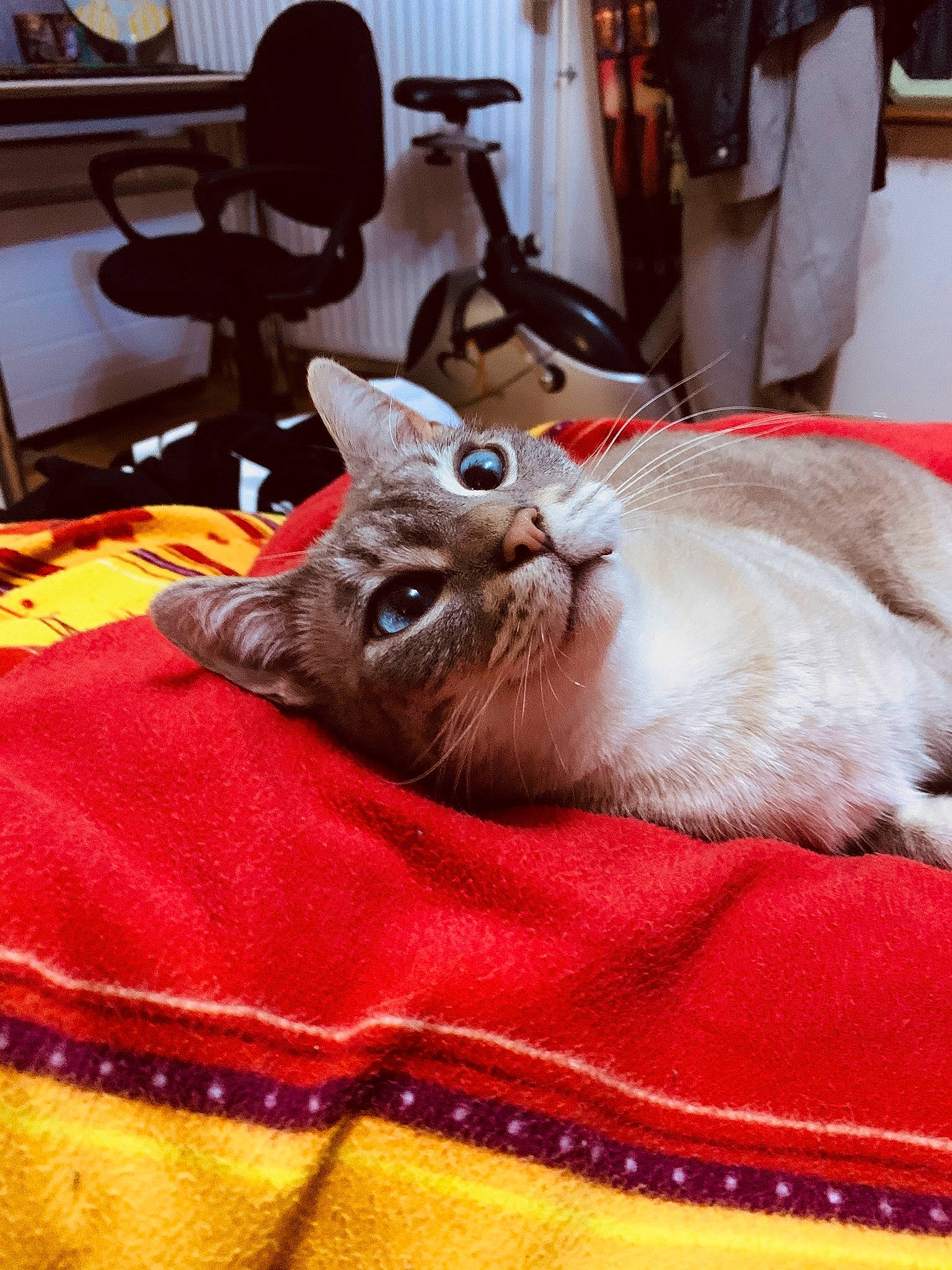 Mercure a rejoint le concours — aidez-le/la à gagner de superbes lots ! american_shorthair, asian, burmilla, carnivore, cat, domestic_short_haired_cat, fawn, felidae, kitten, mammal, singapura, small_to_medium_sized_cats, whiskers