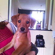 Lucky participe au concours pour gagner de l'argent avec cette photo : carnivoran, companion_dog, dog, dog_breed, dog_breed_group, dog_like_mammal, german_pinscher, miniature_pinscher, pinscher, puppy, snout, sporting_group