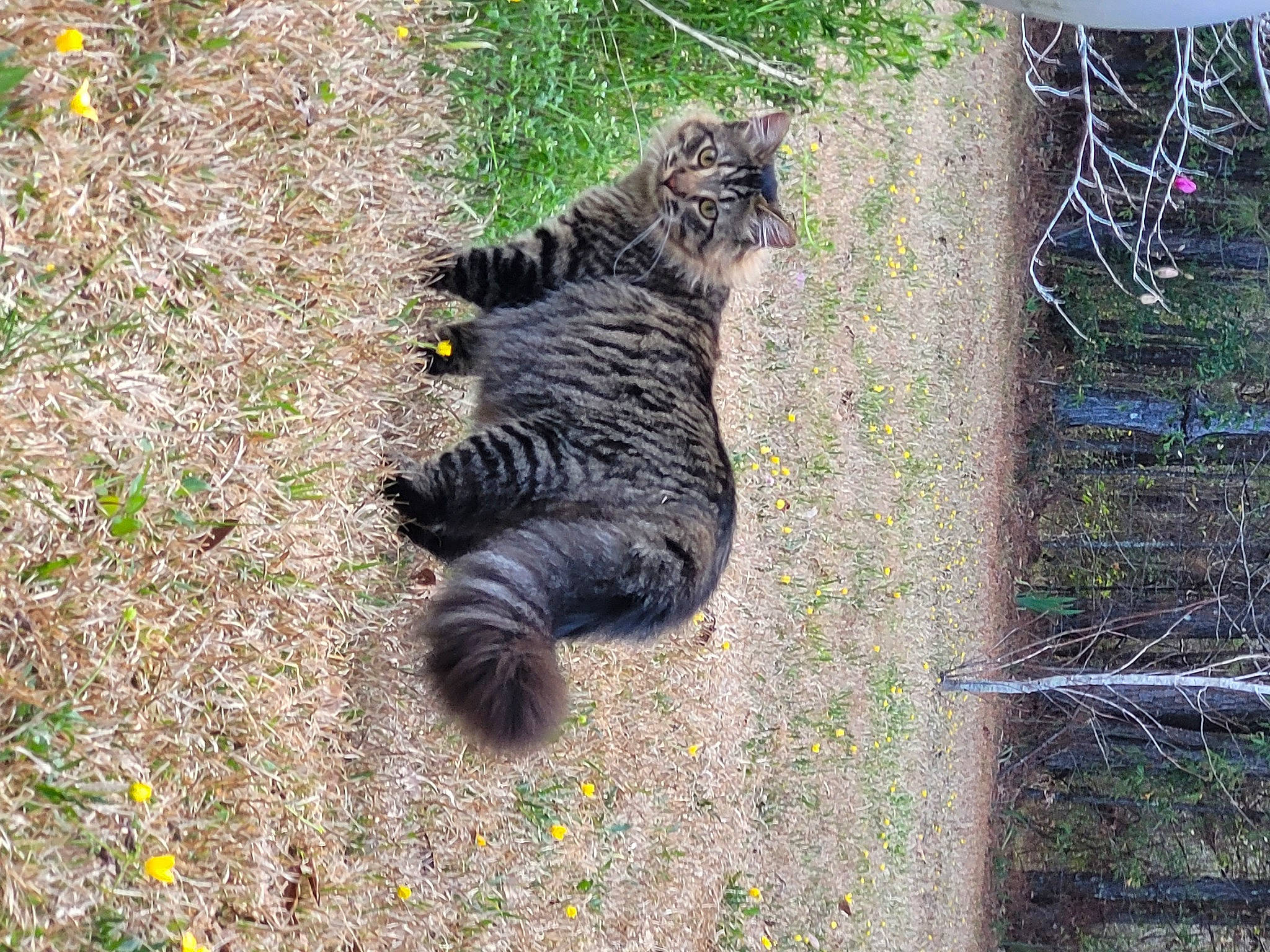 Tiger is registered to the contest to win money with this photo: canidae, carnivore, cat, dog_breed, domestic_short_haired_cat, felidae, fur, grass, groundcover, mesh, paw, plant, small_to_medium_sized_cats, snout, soil, sporting_group, tail, terrestrial_animal, whiskers, wildlife