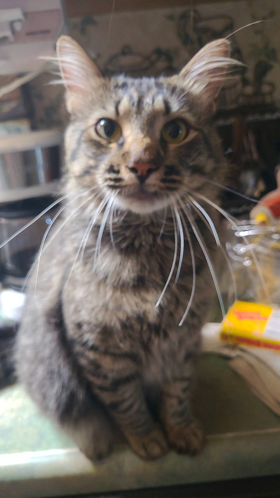 Tiger is registered to the contest to win money with this photo: carnivore, cat, claw, domestic_short_haired_cat, felidae, fur, iris, paw, small_to_medium_sized_cats, snout, tail, terrestrial_animal, whiskers