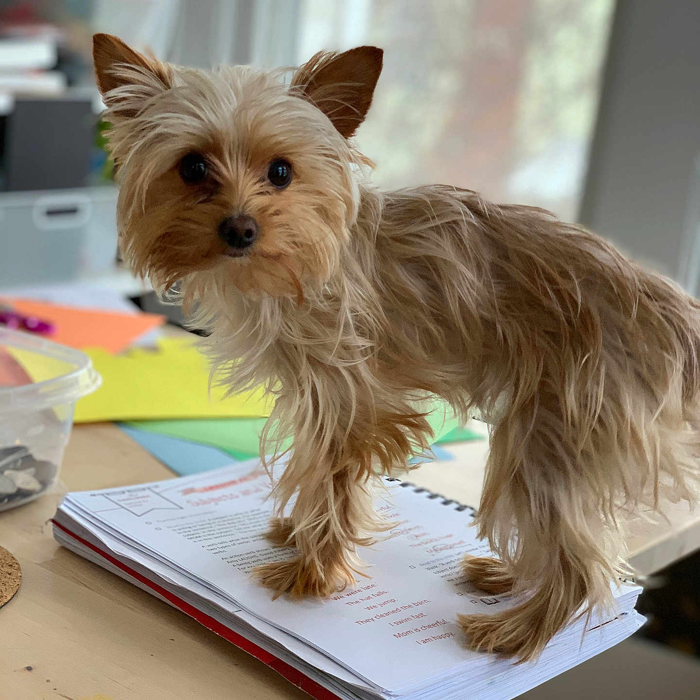 Pippa is registered to the contest to win money with this photo: animal, book, canine, computer, desk, document, dog, electronics, furniture, hardwood, indoors, interiordesign, laptop, pet, publication, puppy, table, terrier, text, wood