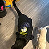 Oreo is registered to the contest to win money with this photo: cat, black_cat, white_cat, tshirt, floor, wooden_floor, pet, animal, indoors, household_items, detergent, bucket, curious, walking, top_down_view, clothing, pets, companions, domestic, casual