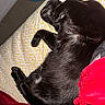 Oreo is registered to the contest to win money with this photo: black_cat, sleeping_cat, pet, collar, bedspread, yellow_pattern, blanket, red_blanket, indoor, cozy, fur, animal, resting, cute, domestic_cat, feline, relaxing, close_up, soft_texture, nap
