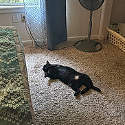 Oreo joined the competition — help win amazing prizes! cat, black_cat, carpet, bed, blanket, window, curtain, fan, laundry_basket, indoor, sunlight, shadow, relaxing, pet, furniture, cozy, room, home, floor, resting