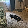cat, black_cat, carpet, bed, blanket, window, curtain, fan, laundry_basket, indoor, sunlight, shadow, relaxing, pet, furniture, cozy, room, home, floor, resting