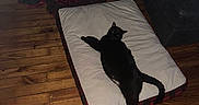 Oreo joined the competition — help win amazing prizes! black_cat, cat, pet_bed, wooden_floor, christmas_tree, holiday_decorations, ornaments, candy_cane, figurines, sofa, blanket, indoor, relaxing, furniture, flooring, living_room, domestic_animal, animal, holiday, decor
