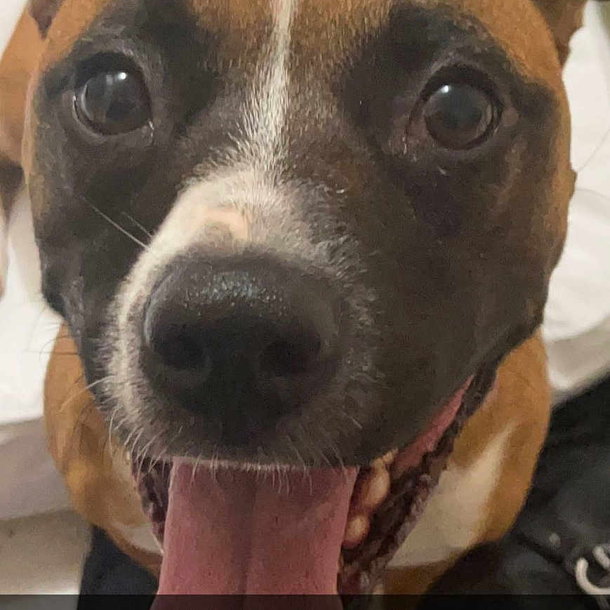 Bean joined the competition — help win amazing prizes! canidae, carnivore, collar, companion_dog, dog, dog_breed, dog_collar, ear, eye, fawn, fur, head, liver, metal, selfie, snout, sporting_group, terrestrial_animal, whiskers, working_animal