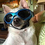 Bruno is registered to the contest to win money with this photo: dog, white_dog, sunglasses, indoor, pet, cool, animal, closeup, face, ears, nose, fur, furniture, armchair, person_arm, relaxing, house, living_room, domestic_animal, companion