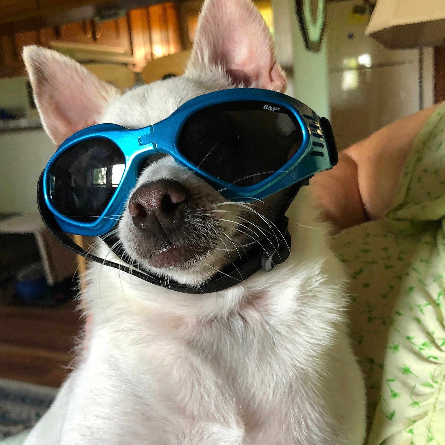 Bruno is registered to the contest to win money with this photo: animal, armchair, closeup, companion, cool, dog, domestic_animal, ears, face, fur, furniture, house, indoor, living_room, nose, person_arm, pet, relaxing, sunglasses, white_dog