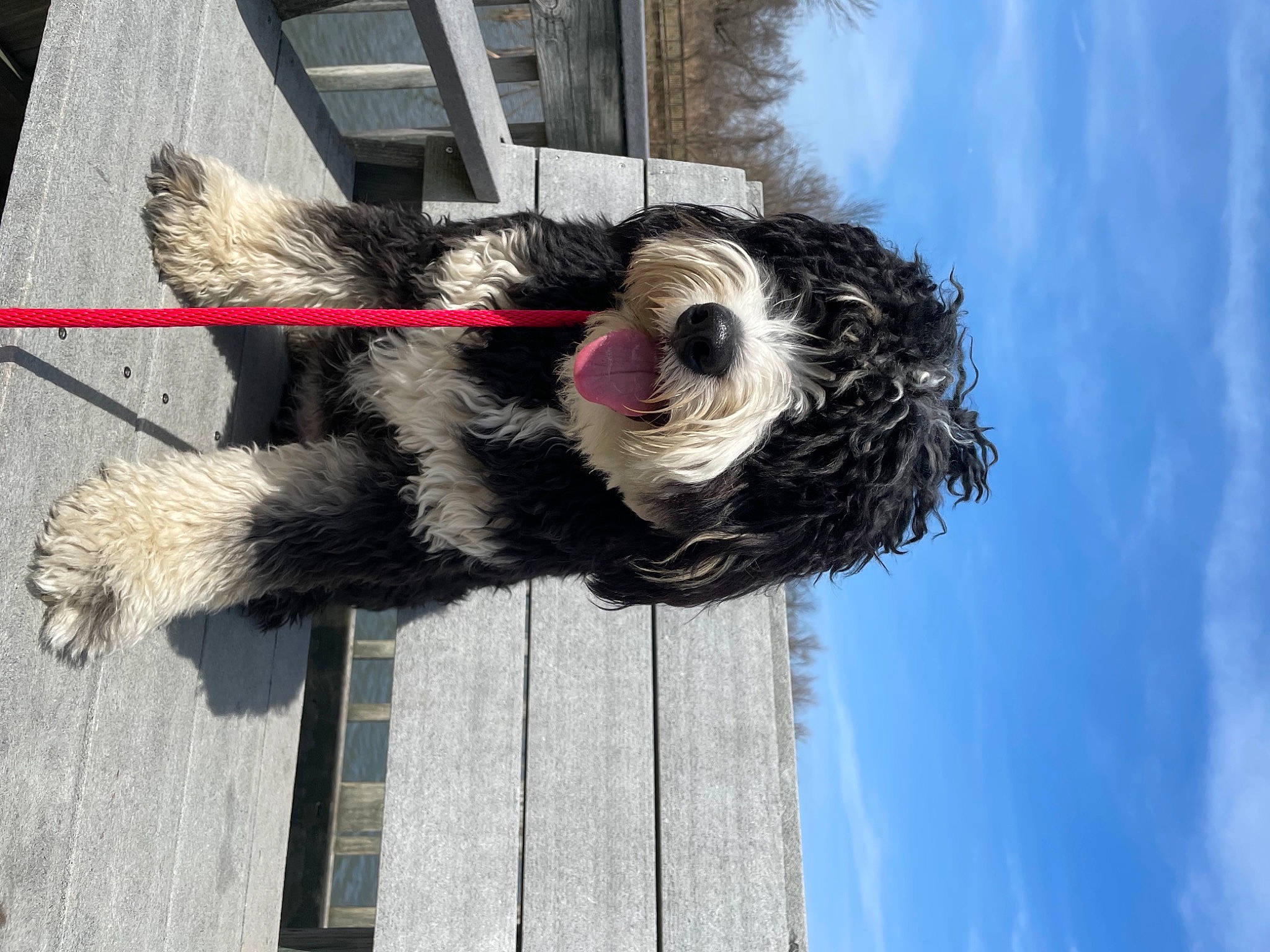 Poppy joined the competition — help win amazing prizes! blue, canidae, carnivore, cloud, collar, companion_dog, dog, dog_breed, dog_collar, dog_supply, fur, line, pet_supply, sky, snout, sporting_group, tail, tree, water, working_animal