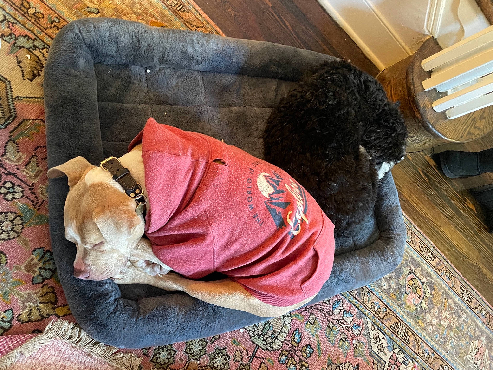 Poppy joined the competition — help win amazing prizes! canidae, carnivore, comfort, companion_dog, couch, dog, dog_breed, dog_supply, fawn, felidae, flooring, fur, human_leg, linens, pet_supply, small_to_medium_sized_cats, sporting_group, studio_couch, tail, wood