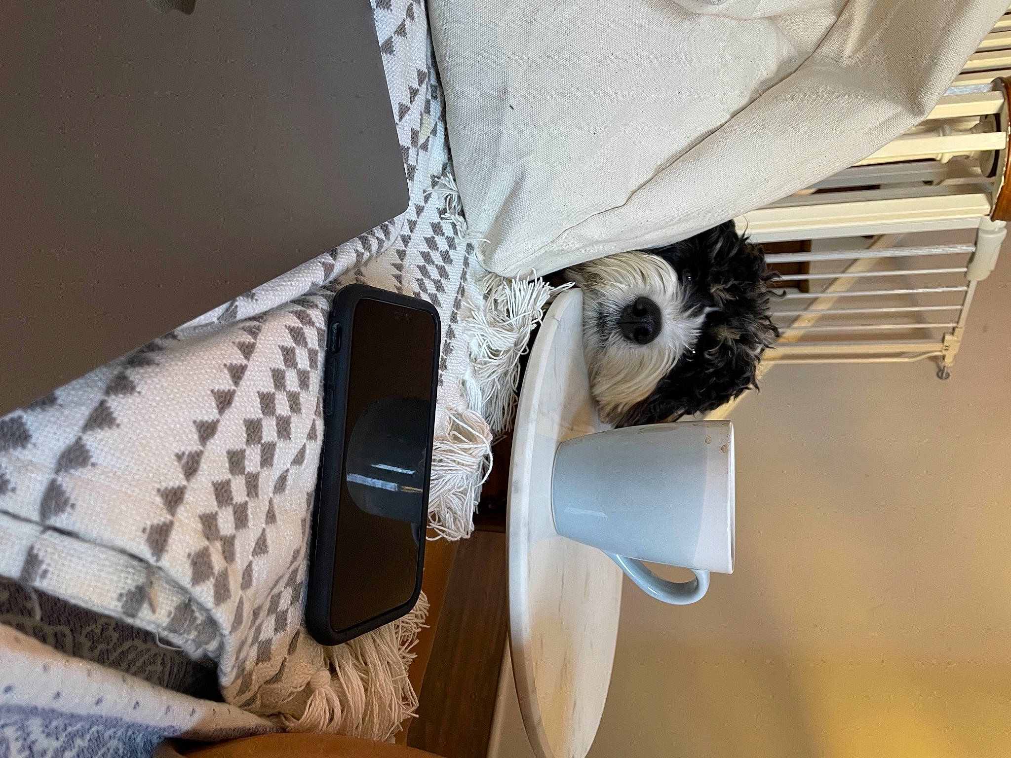 Poppy is registered to the contest to win money with this photo: auto_part, automotive_design, automotive_exterior, automotive_lighting, chair, eyewear, fashion_accessory, feather, formal_wear, headgear, hood, linens, material_property, sunglasses, table, tints_and_shades, tree, vehicle_door, wing, wood