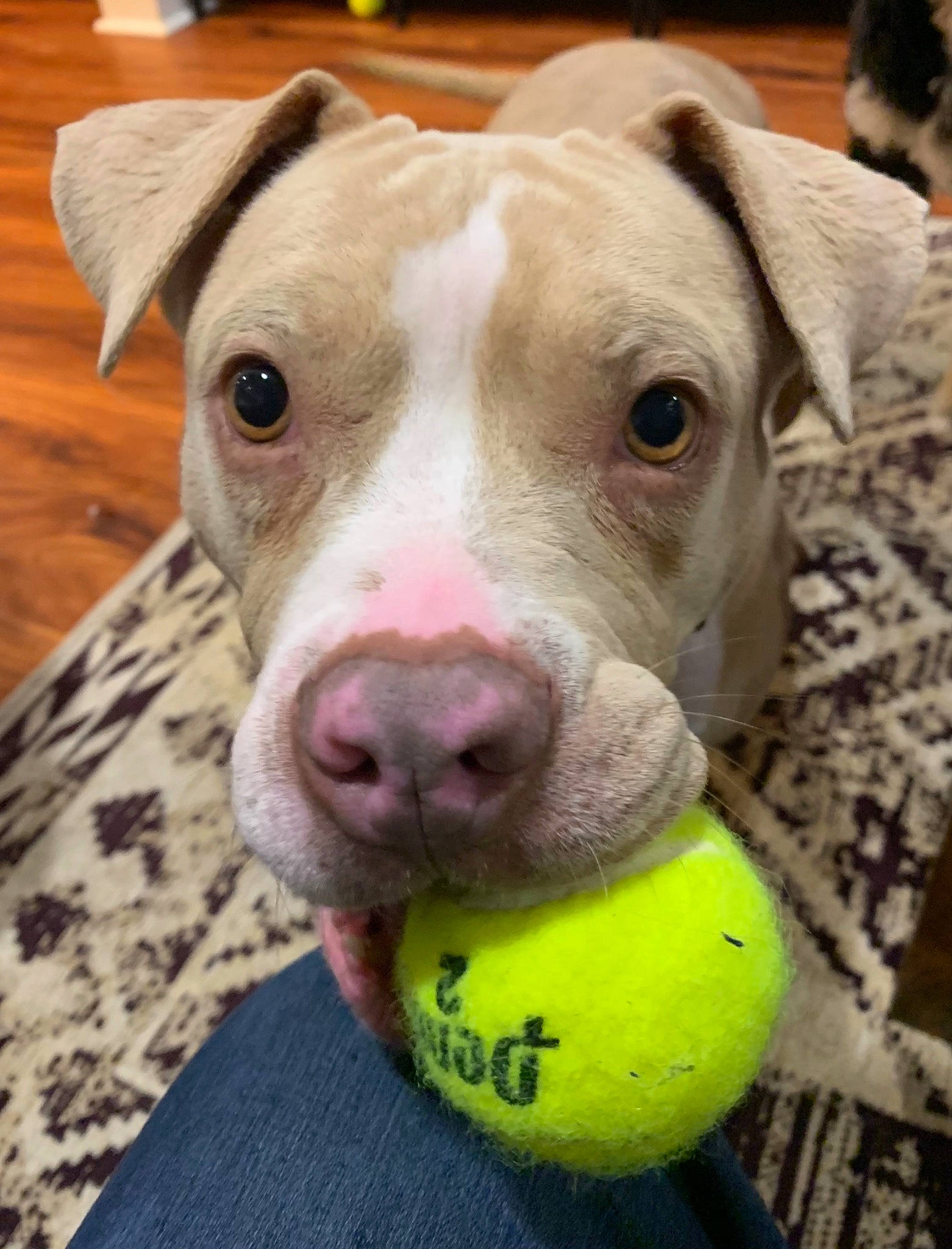 Jane joined the competition — help win amazing prizes! canidae, carnivore, collar, companion_dog, dog, dog_breed, dog_supply, eye, fawn, head, jaw, pet_supply, snout, sporting_group, tennis_ball, terrestrial_animal, whiskers, wood, working_animal, wrinkle