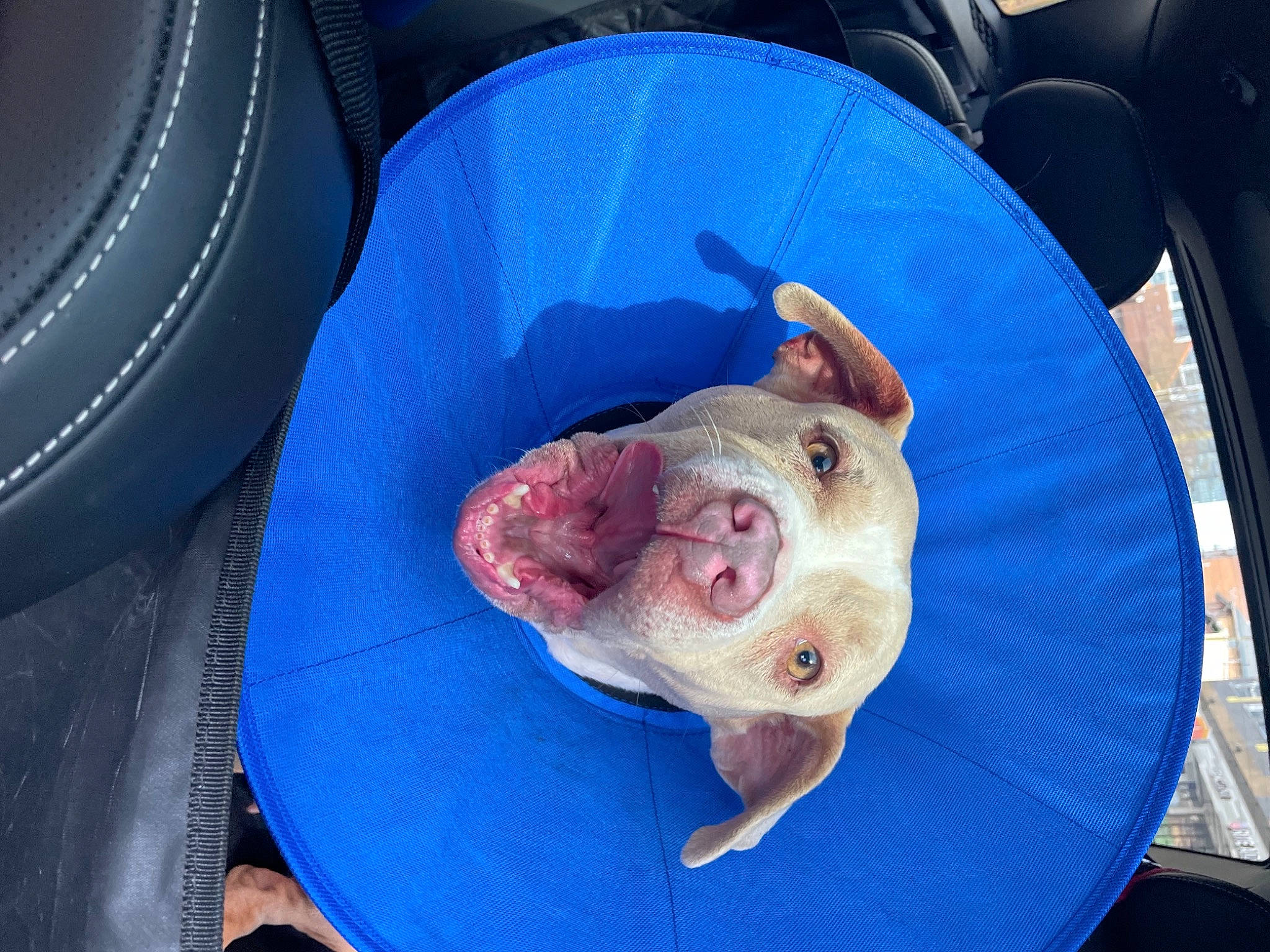 Jane is registered to the contest to win money with this photo: blue, canidae, carnivore, circle, comfort, cuisine, dish, dog_breed, domestic_pig, electric_blue, fish, ingredient, purple, recreation, snout, sporting_group, suidae