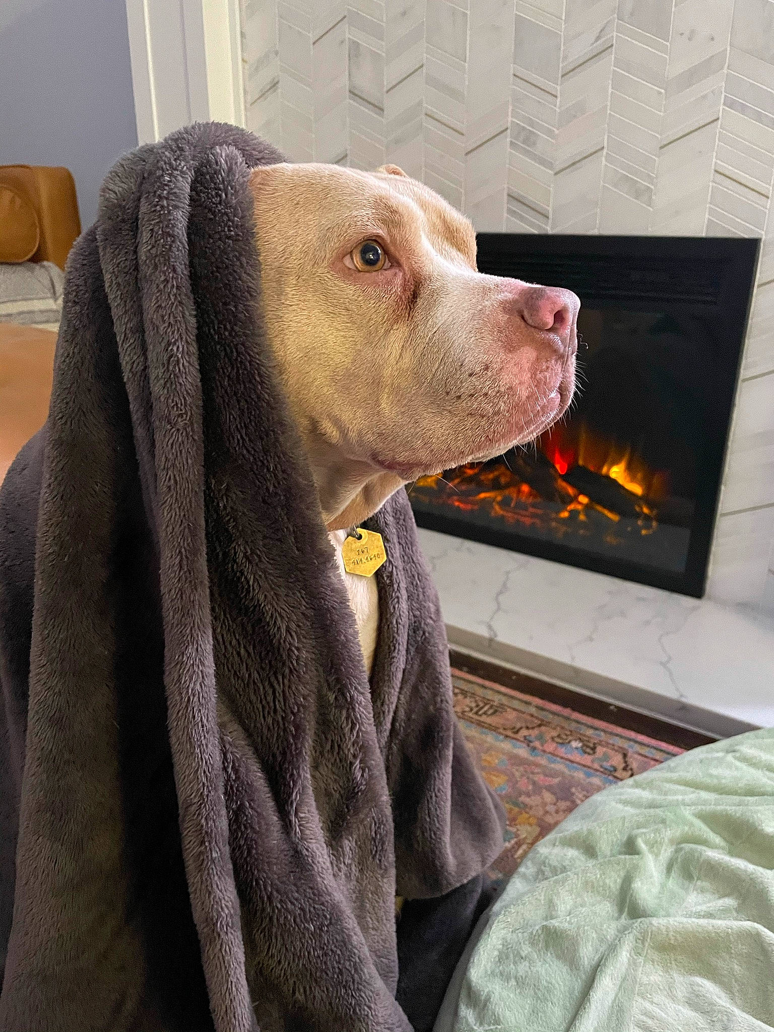 Jane joined the competition — help win amazing prizes! canidae, carnivore, comfort, companion_dog, dog, dog_breed, dog_supply, fawn, flooring, fur, gas, hearth, liver, pet_supply, snout, sporting_group, whiskers, wood, wood_burning_stove, working_animal