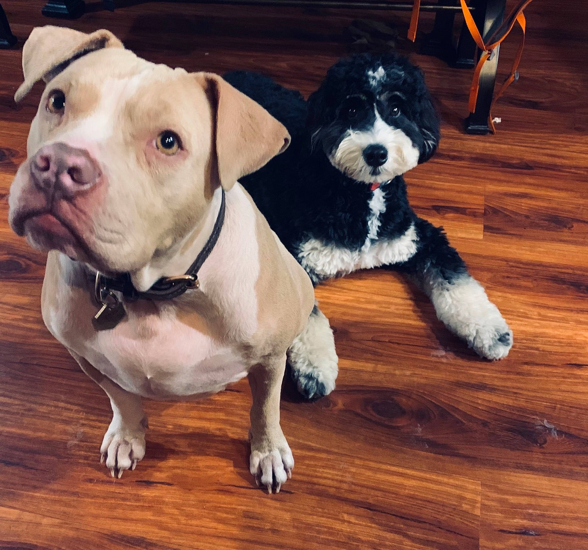 Jane joined the competition — help win amazing prizes! carnivore, collar, companion_dog, dog, dog_breed, dog_clothes, dog_collar, dog_supply, fawn, flooring, hardwood, laminate_flooring, leash, pet_supply, snout, tie, toy_dog, wood, wood_stain, working_animal