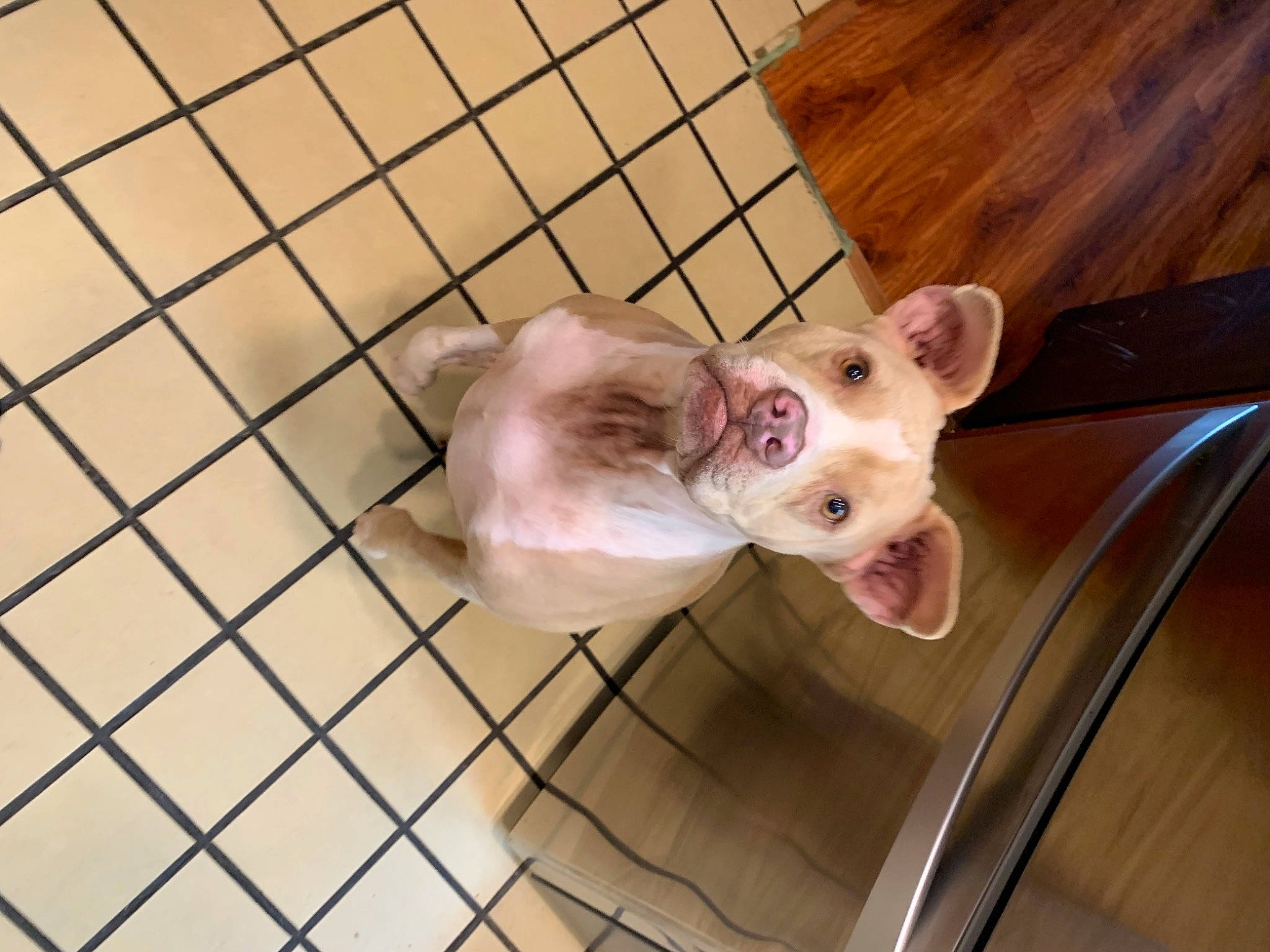 Jane is registered to the contest to win money with this photo: animal_shelter, baby_products, cage, canidae, carnivore, companion_dog, dog, dog_breed, dog_supply, fawn, flooring, fur, hardwood, pet_supply, snout, sporting_group, tail, terrestrial_animal, wood, working_animal