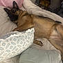 dog, german_shepherd, bed, pillow, blanket, indoor, pet, fur, canine, lying_down, wide_eyes, startled, cozy, home, animal, resting, furniture, comfort, domestic, relaxed