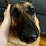 dog, german_shepherd, pet, close_up, face, nose, fur, ears, brown, black, animal, canine, indoor, hand, couch, blanket, comfort, domestic, companion, portrait