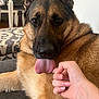 Canela joined the competition — help win amazing prizes! dog, german_shepherd, tongue_out, pet, hand, couch, indoor, living_room, furniture, carpet, relaxed, animal, canine, fur, ears, closeup, companion, friendly, home, domestic