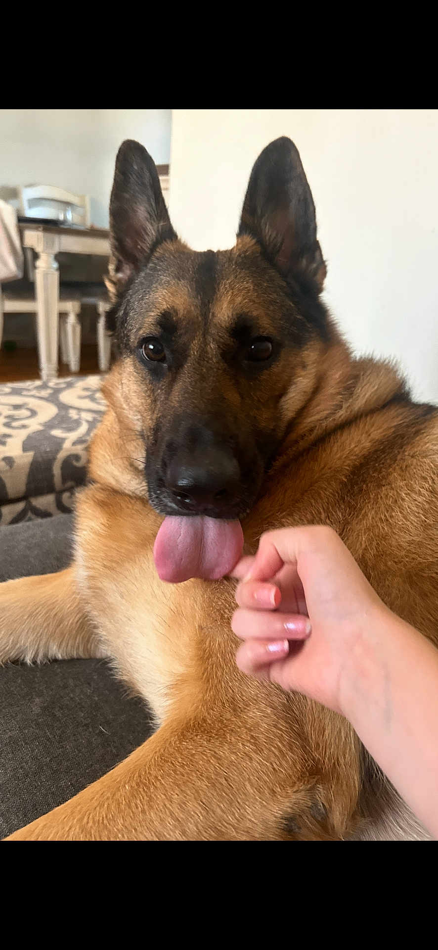 Canela joined the competition — help win amazing prizes! dog, german_shepherd, tongue_out, pet, hand, couch, indoor, living_room, furniture, carpet, relaxed, animal, canine, fur, ears, closeup, companion, friendly, home, domestic