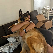 Canela is registered to the contest to win money with this photo: dog, german_shepherd, person, hug, couch, living_room, cardboard_box, package, furniture, pet, indoor, affection, relaxation, canine, companion, comfort, casual, brown, black, home