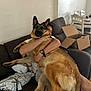 dog, german_shepherd, person, hug, couch, living_room, cardboard_box, package, furniture, pet, indoor, affection, relaxation, canine, companion, comfort, casual, brown, black, home
