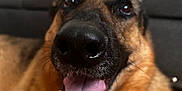 Canela joined the competition — help win amazing prizes! dog, german_shepherd, close_up, tongue_out, indoor, pet, canine, happy, smiling, fur, nose, mouth, teeth, ears, floor, couch, living_room, animal, domestic_animal, portrait