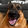 dog, german_shepherd, close_up, tongue_out, indoor, pet, canine, happy, smiling, fur, nose, mouth, teeth, ears, floor, couch, living_room, animal, domestic_animal, portrait