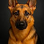 Canela is registered to the contest to win money with this photo: dog, german_shepherd, portrait, animal, pet, canine, fur, ears, eyes, looking_at_camera, studio, black_background, closeup, muzzle, nose, indoor, alert, sitting, brown, black