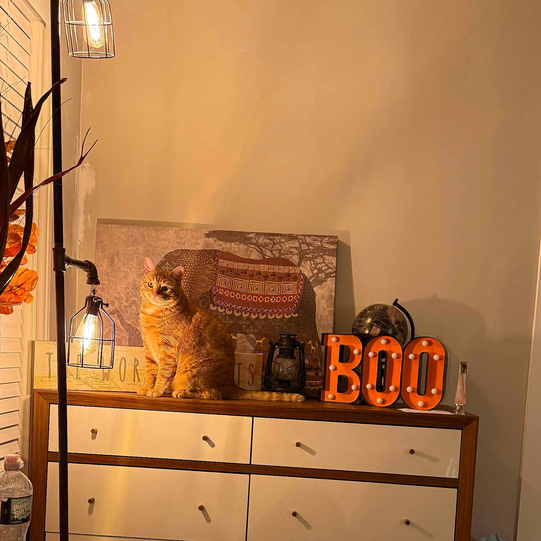 Pumpkin is registered to the contest to win money with this photo: animal, boo, cat, cozy, curious_cat, decor, dresser, elephant_artwork, feline, globe, houseplant, indoor, lamp, lantern, letters, orange_tabby, pet, warm_lighting, water_bottle, wooden_furniture