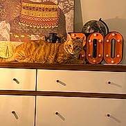 Pumpkin is registered to the contest to win money with this photo: animal, cat, cozy, decor, dresser, elephant_artwork, furniture, globe, home, indoor, lantern, lighting, marquee_letters, orange_tabby, pet, portrait, relaxed, resting, tabletop, wood