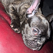 Kyhmer is registered to the contest to win money with this photo: animal, brindle, closeup, companion, couch, cute, dog, domestic_animal, ear, face, french_bulldog, hand, indoor, paw, pet, puppy, red_leather, relaxed, resting, sleepy