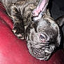 animal, brindle, closeup, companion, couch, cute, dog, domestic_animal, ear, face, french_bulldog, hand, indoor, paw, pet, puppy, red_leather, relaxed, resting, sleepy