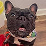 Kyhmer is registered to the contest to win money with this photo: animal, bandana, black_dog, closeup, companion, cute, dog, domestic_animal, ears, floor, french_bulldog, indoor, looking_up, mammal, pet, red_towel, sitting, snout, tongue, wooden_floor