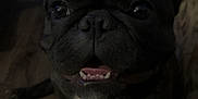 Kyhmer joined the competition — help win amazing prizes! animal, black_dog, canine, close_up, companion, cute, dog, domestic, ears, face, french_bulldog, friendly, indoor, looking_up, pet, sitting, smiling, teeth, tongue, wooden_floor