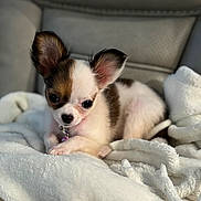 Gidget is registered to the contest to win money with this photo: animal, close_up, collar, comfortable, cozy, curious, cute, dog, ears, fluffy_blanket, fur, indoor, pet, portrait, puppy, resting, small_dog, soft_texture, white_blanket, young_dog