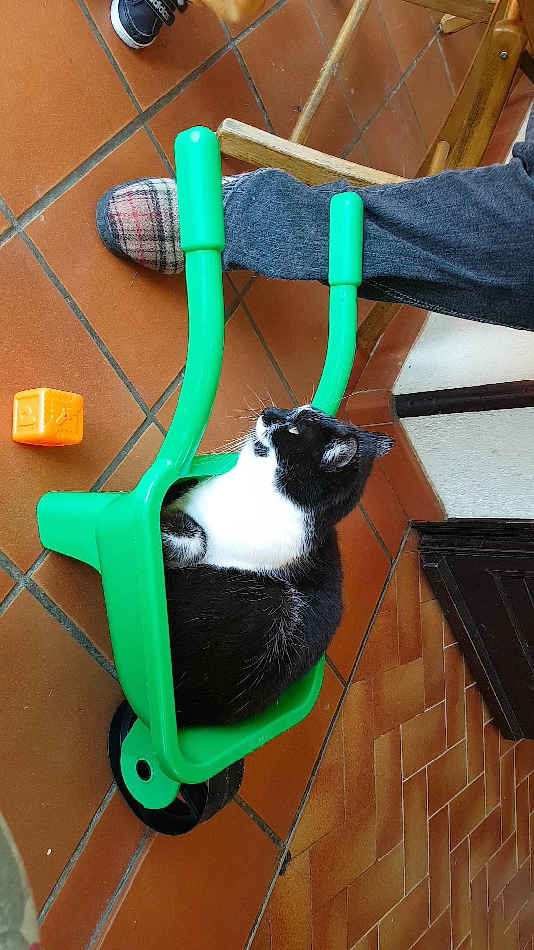 Titus participe au concours pour gagner de l'argent avec cette photo : bag, canidae, carnivore, cat, cat_supply, domestic_short_haired_cat, electric_blue, felidae, flooring, flowerpot, fur, green, hardwood, mammal, pet_supply, small_to_medium_sized_cats, tail, whiskers, wire, wood