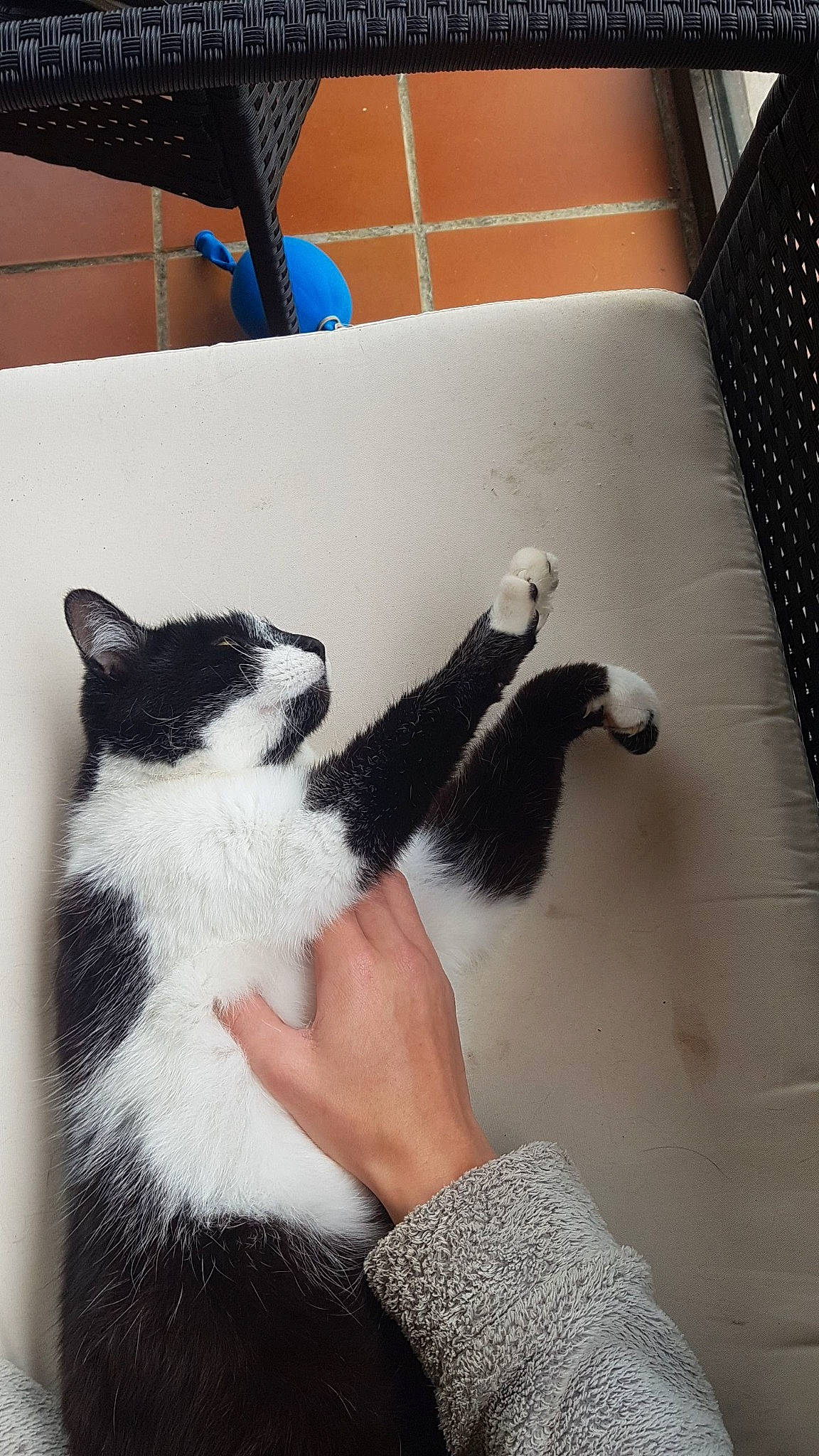 Titus participe au concours pour gagner de l'argent avec cette photo : art, black_cat, carnivore, cat, claw, domestic_short_haired_cat, felidae, flooring, formal_wear, fur, gesture, human_leg, linens, pattern, paw, room, small_to_medium_sized_cats, tail, whiskers, wrist