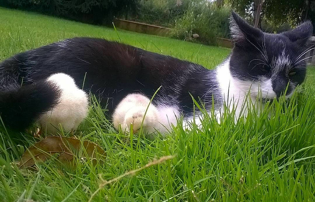 Titus a rejoint le concours — aidez-le/la à gagner de superbes lots ! carnivore, cat, dog_breed, domestic_short_haired_cat, felidae, fur, grass, grassland, groundcover, meadow, natural_landscape, pasture, plant, shrub, small_to_medium_sized_cats, snout, sporting_group, tail, terrestrial_animal, whiskers