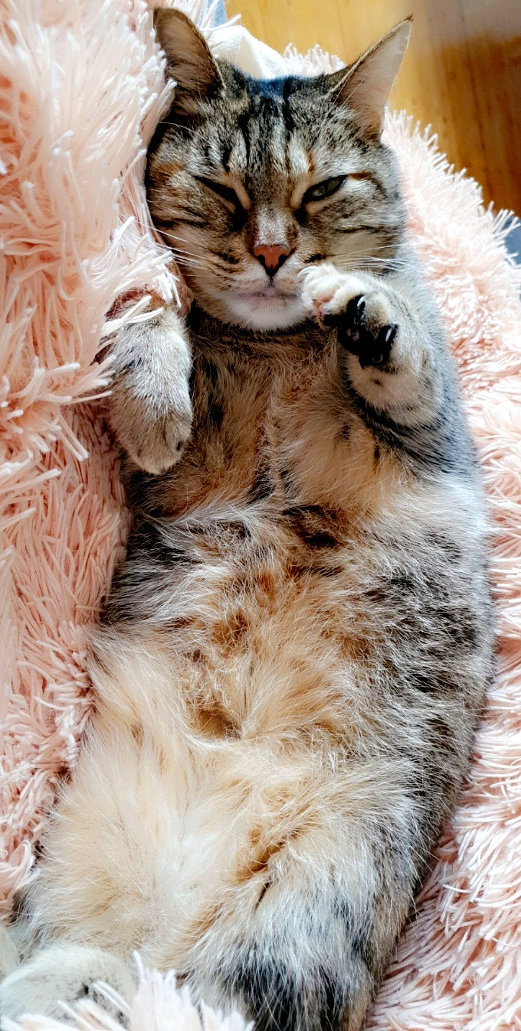 Nina participe au concours pour gagner de l'argent avec cette photo : carnivore, cat, claw, domestic_short_haired_cat, event, fawn, felidae, fur, natural_material, paw, small_to_medium_sized_cats, snout, tail, terrestrial_animal, whiskers, wildlife, winter