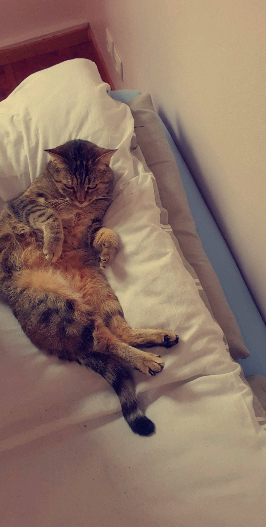 Nina a rejoint le concours — aidez-le/la à gagner de superbes lots ! bed, bedding, carnivore, cat, cloud, comfort, fawn, felidae, fur, grey, hardwood, human_leg, linens, mammal, small_to_medium_sized_cats, tail, textile, vertebrate, whiskers, wood