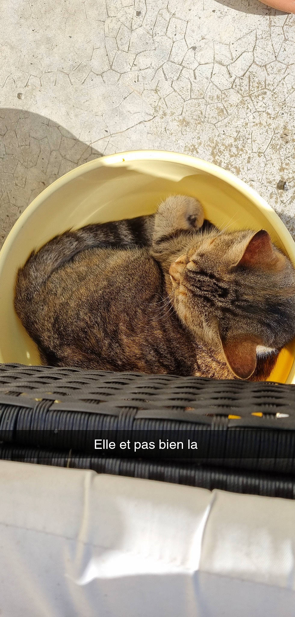 Nina a rejoint le concours — aidez-le/la à gagner de superbes lots ! art, carnivore, cat, cat_supply, comfort, domestic_rabbit, domestic_short_haired_cat, felidae, fur, lower_keys_marsh_rabbit, nap, photo_caption, rabbits_and_hares, small_to_medium_sized_cats, snout, tail, terrestrial_animal, whiskers, wildlife, wood
