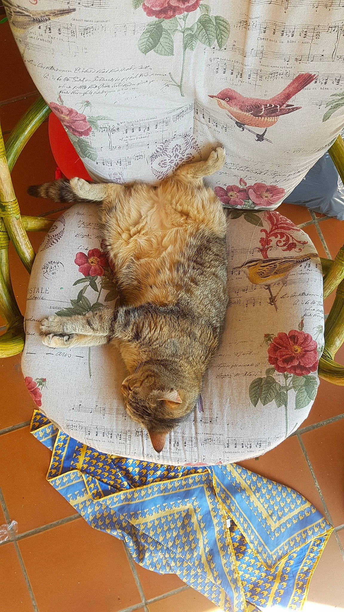 Nina a rejoint le concours — aidez-le/la à gagner de superbes lots ! comfort_food, crochet, domestic_short_haired_cat, fawn, felidae, fur, glasses, gunny_sack, knitting, linens, needlework, pattern, room, sleeve, small_to_medium_sized_cats, stuffed_toy, tail, toy, whiskers, wool