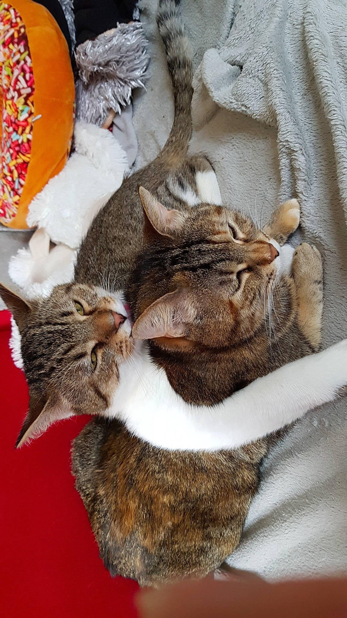 Guigui a rejoint le concours — aidez-le/la à gagner de superbes lots ! beard, carnivore, cat, cat_supply, claw, comfort, domestic_short_haired_cat, fawn, felidae, fur, grey, mammal, paw, plant, small_to_medium_sized_cats, snout, tail, vertebrate, whiskers, wood