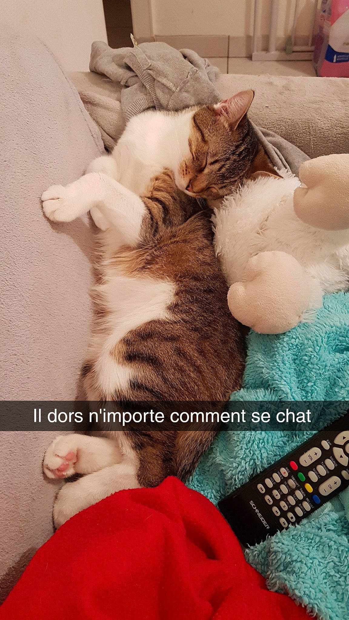 Guigui a rejoint le concours — aidez-le/la à gagner de superbes lots ! carnivore, cat, comfort, domestic_short_haired_cat, fashion_accessory, fawn, felidae, foot, fur, gesture, lap, nap, paw, photo_caption, small_to_medium_sized_cats, tail, textile, toy, whiskers, white